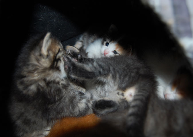 sibiriska kattungar