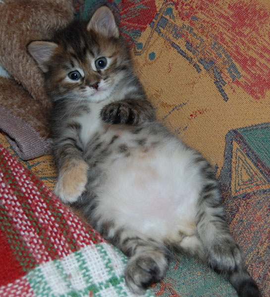 sibirisk kattunge