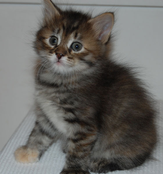 sibirisk kattunge