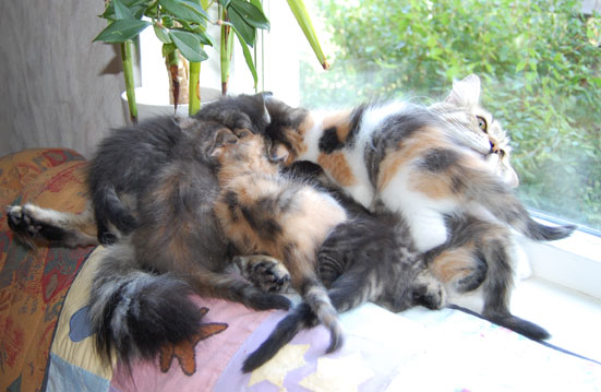 sibiriska kattungar