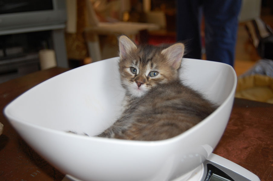 sibirisk kattunge