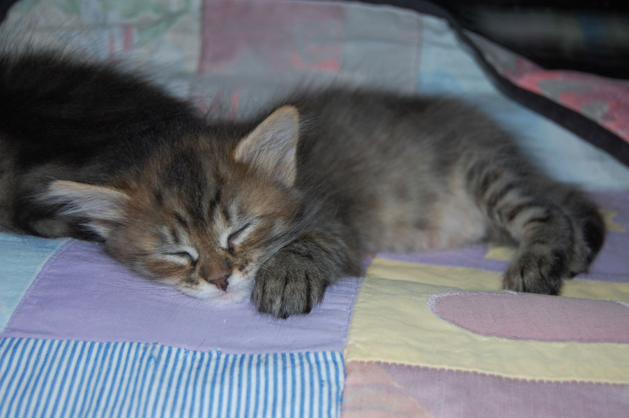 sibirisk katt