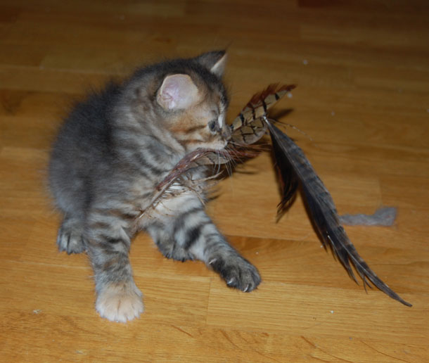 Sibirisk kattunge