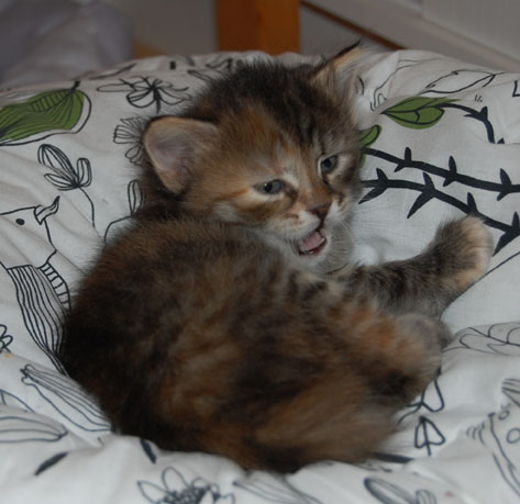 sibirisk kattunge