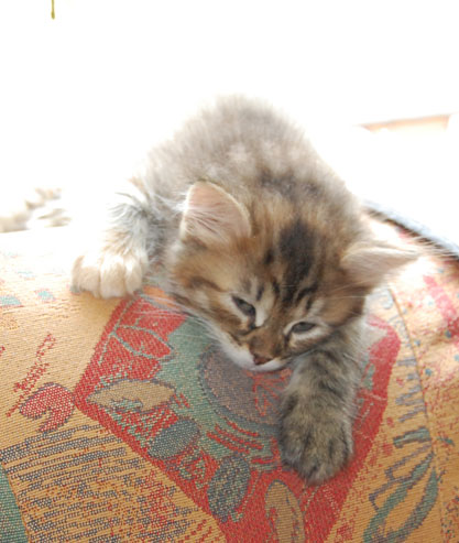 sibirisk kattunge