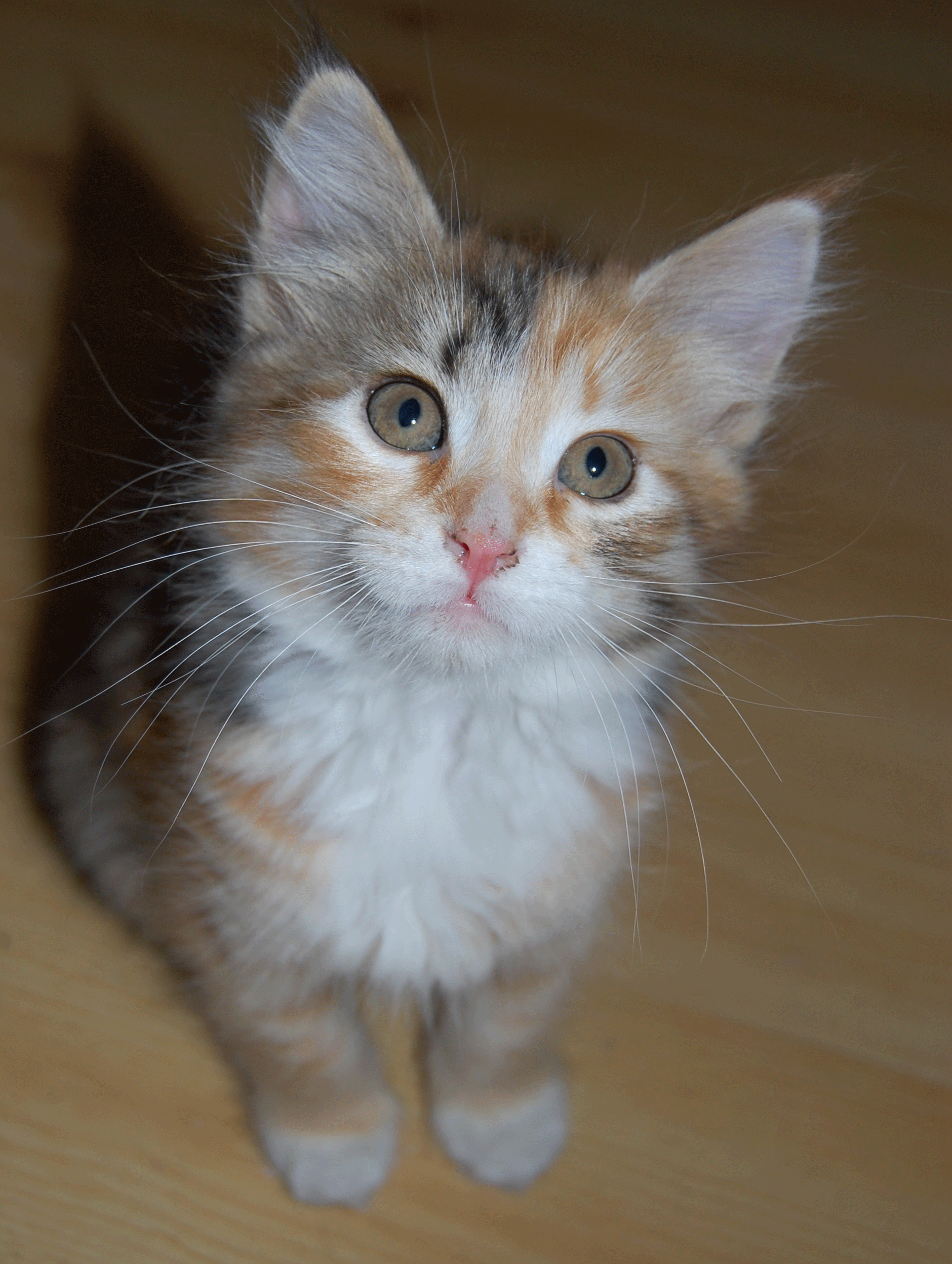 sibirisk kattunge Eridani