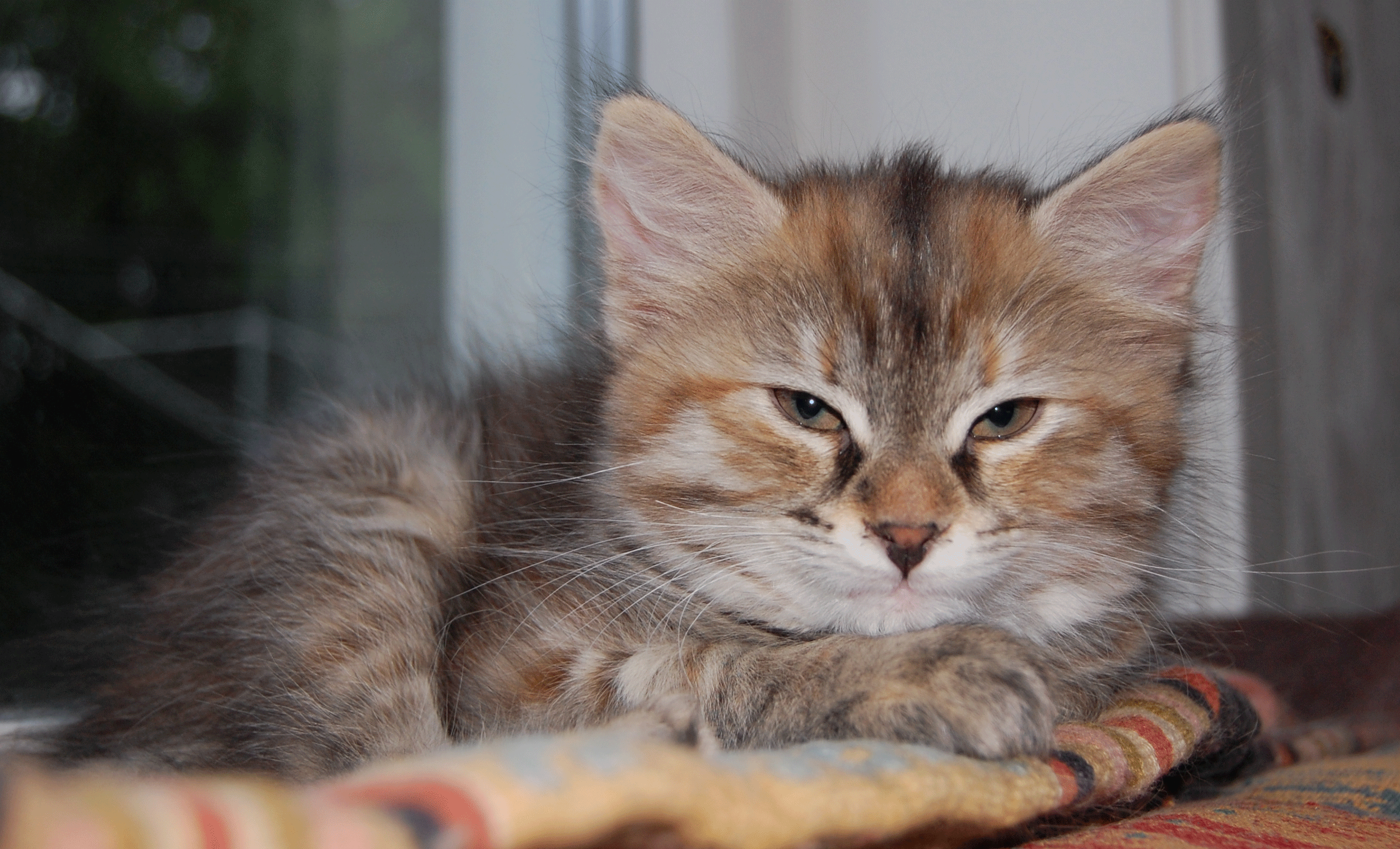 sibirisk kattunge Enchilados