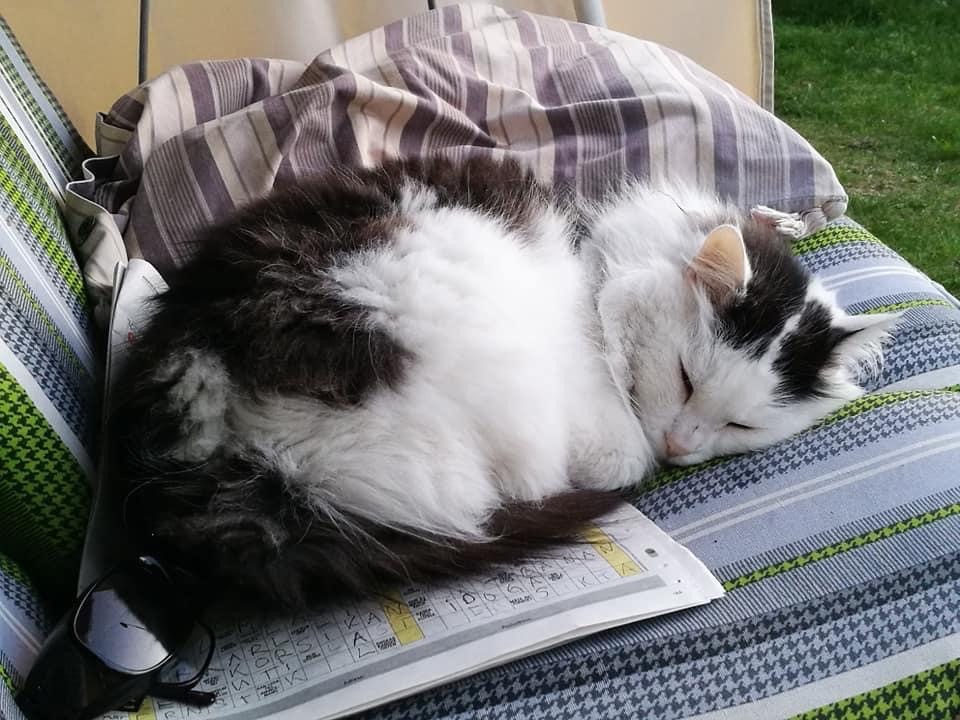 sibirisk katt Junior