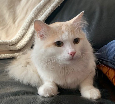 sibirisk katt Blixten