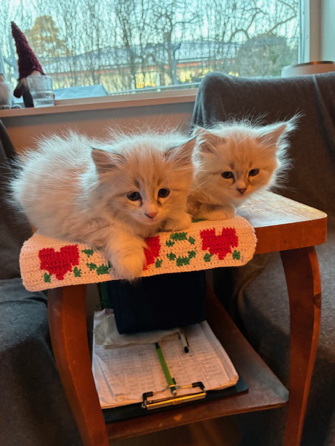 Neva Masquerade Thrymr och Taurus