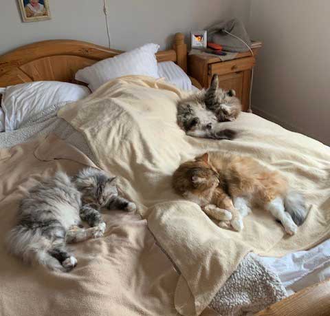 sibiriska katter i sängen