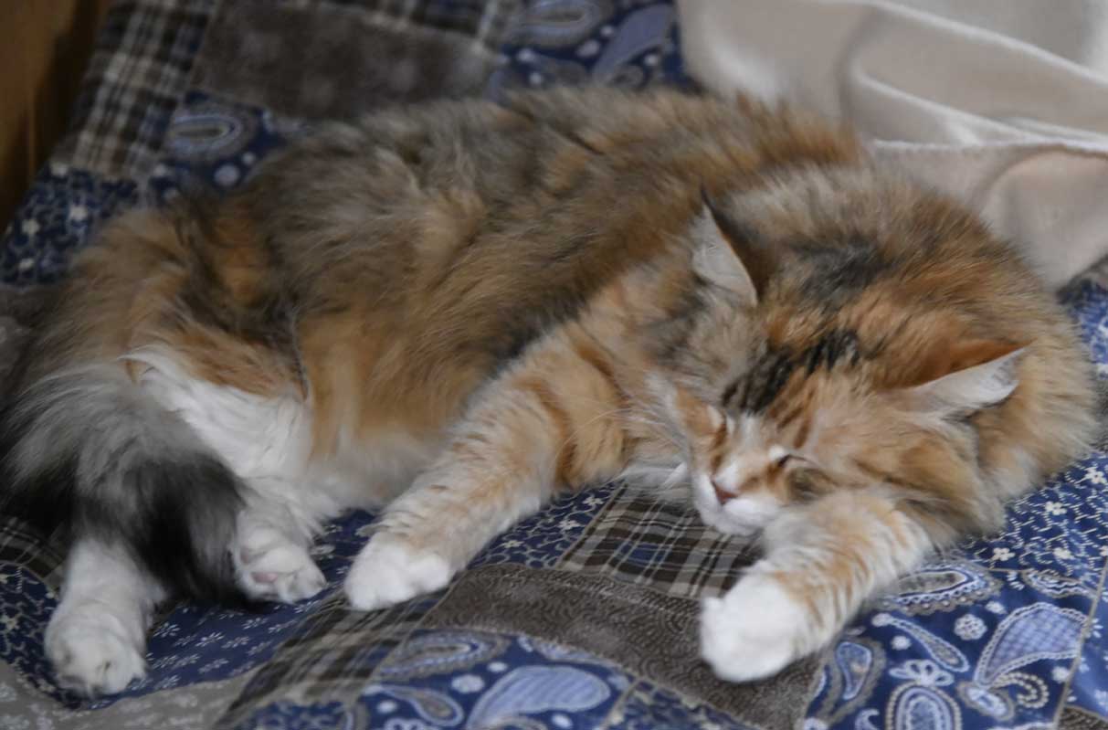 sibirisk katt Dani