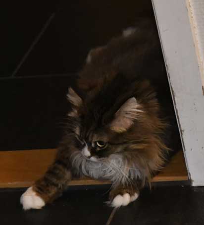 sibirisk katt Mitzi