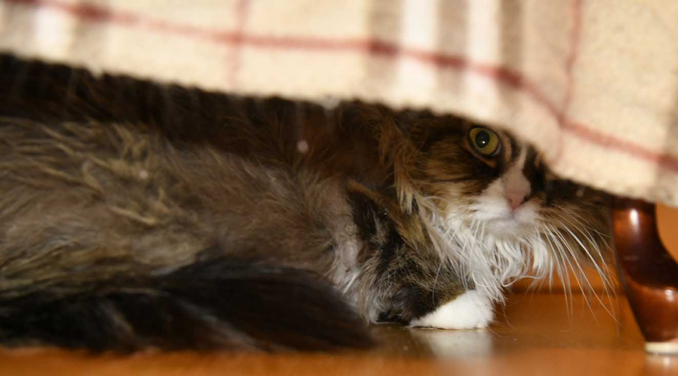 sibirisk katt Mitzi