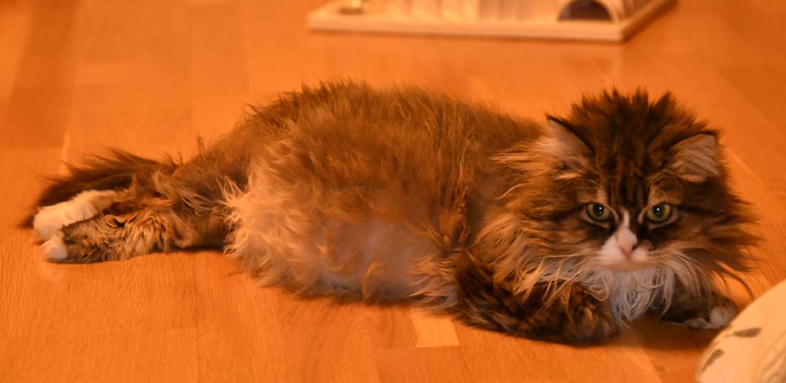 sibirisk katt Mitzi