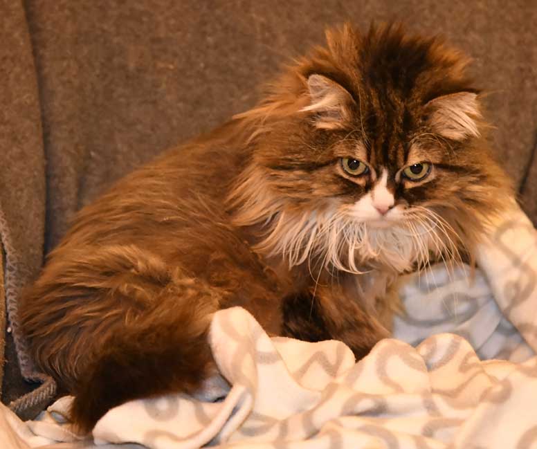 sibirisk katt Mitzi