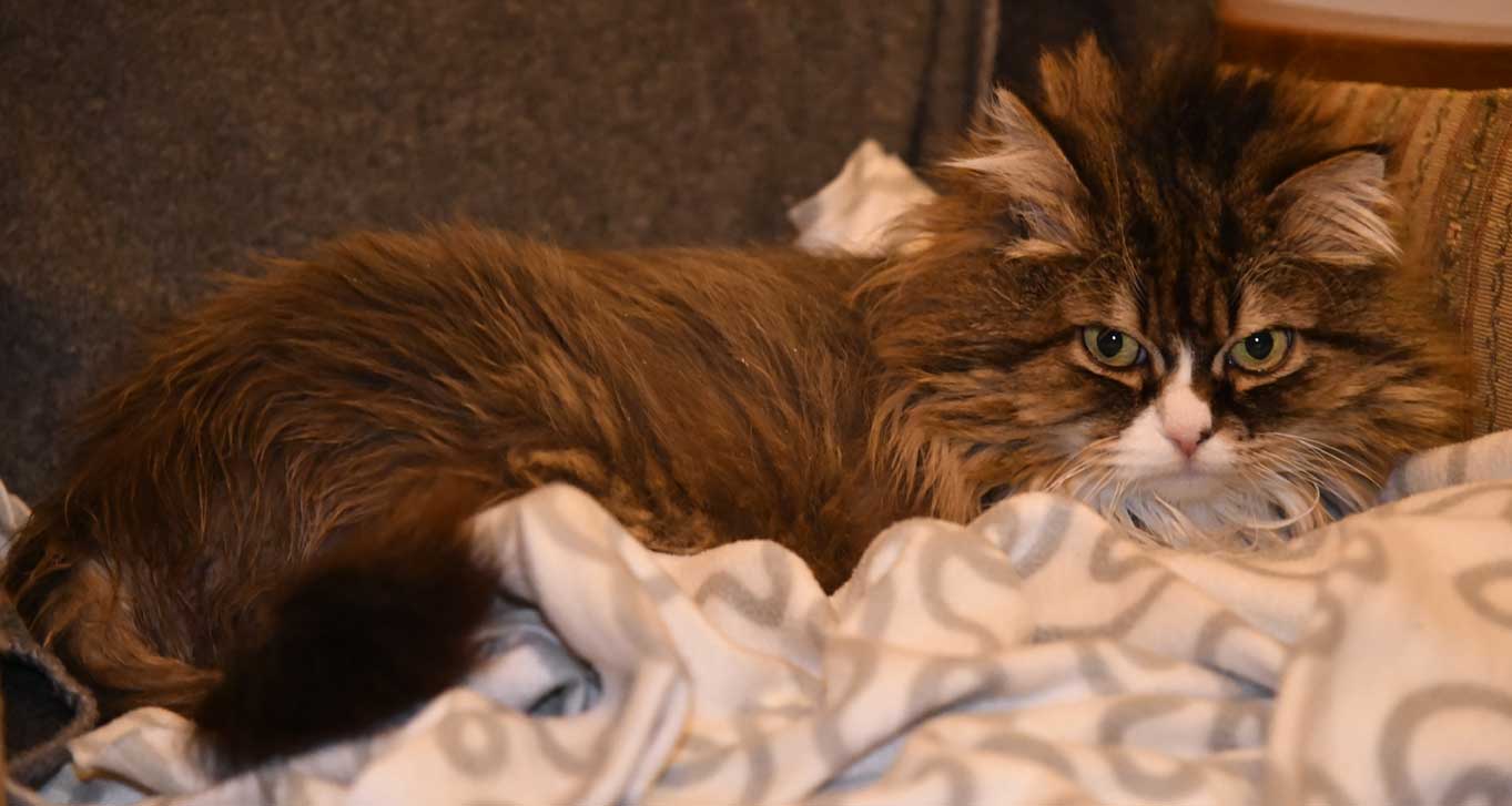 sibirisk katt Mitzi