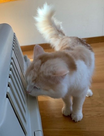 sibirisk katt Blixten
