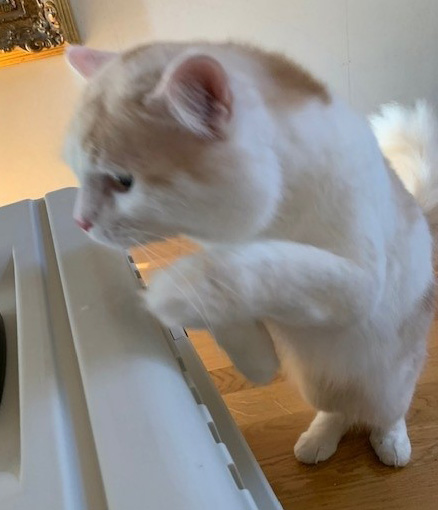sibirisk katt Blixten