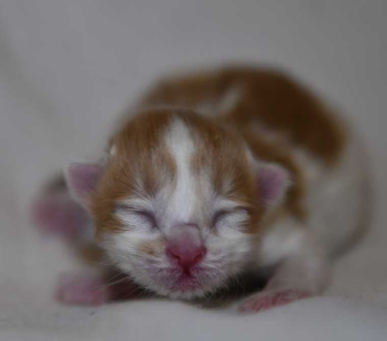 sibirisk kattunge Antares