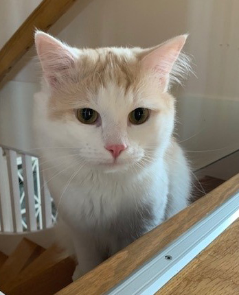Sibirisk katt Blixten
