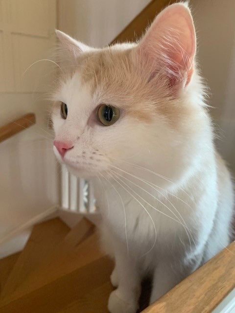 sibirisk katt Blixten