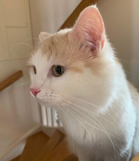 Sibirisk katt Blixten