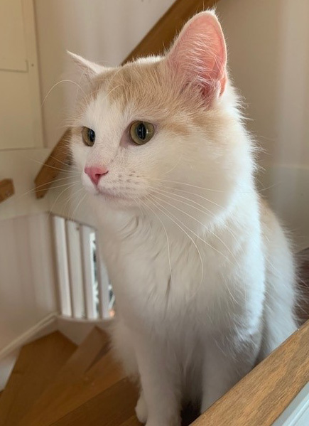 Sibirisk katt Blixten