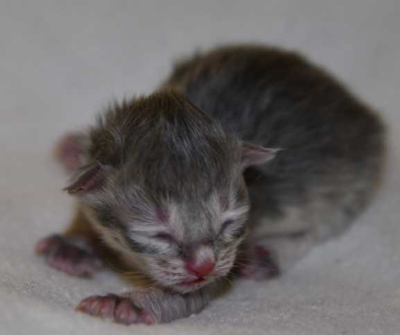 sibirisk kattunge Beid