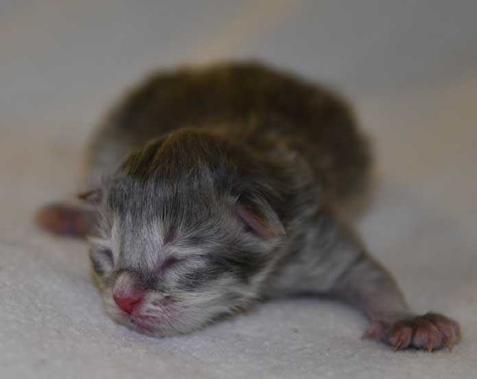 sibirisk kattunge Beemim