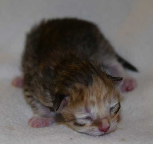 sibirisk kattunge Bell