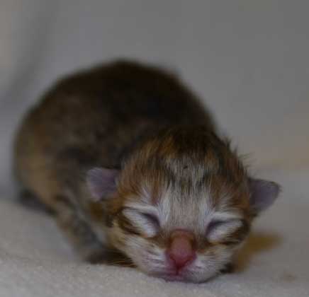 sibirisk kattunge Betelgeuse