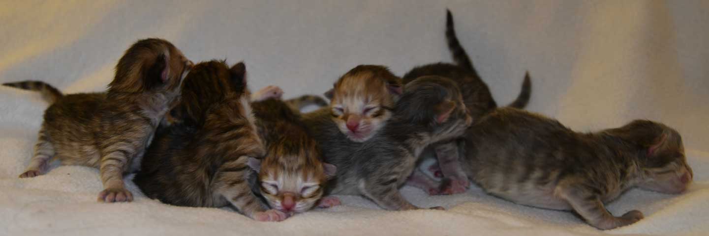 sibiriska kattungar B3-kulll