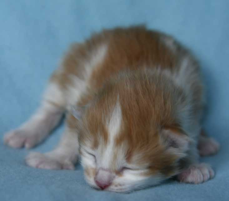 sibirisk kattunge Antares