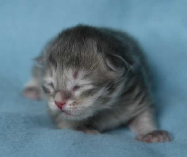 sibirisk kattunge Beid