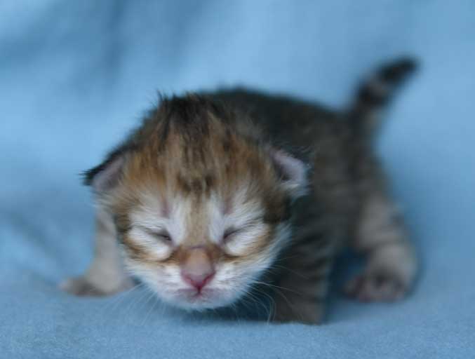 sibirisk kattunge Bianca