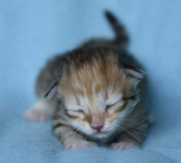 sibirisk kattunge Bell