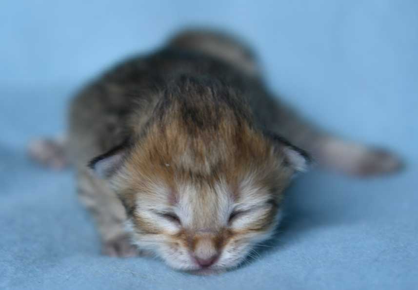 sibirisk kattunge Betelgeuse