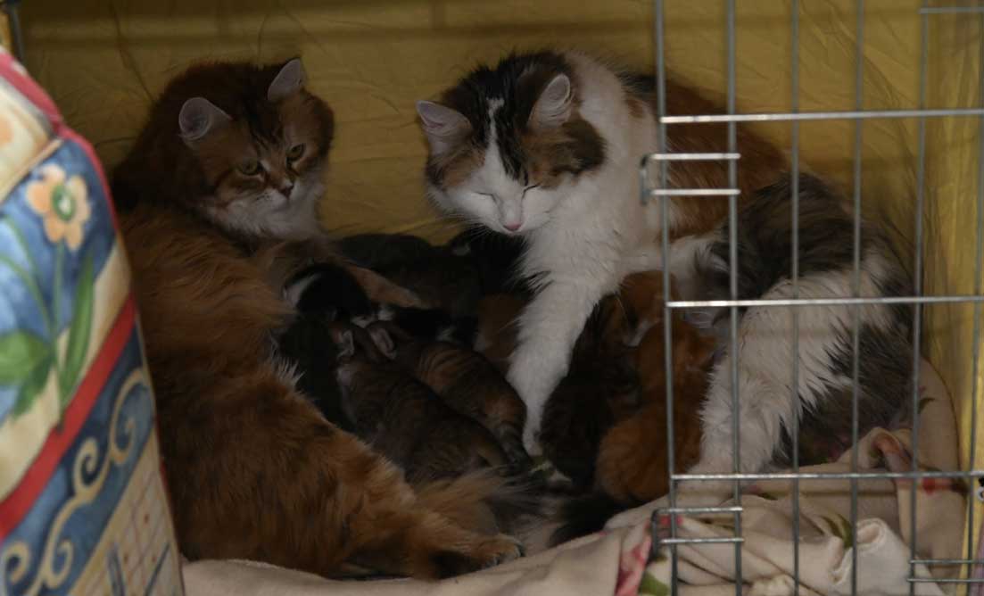 sibiriska kattungar A3B3