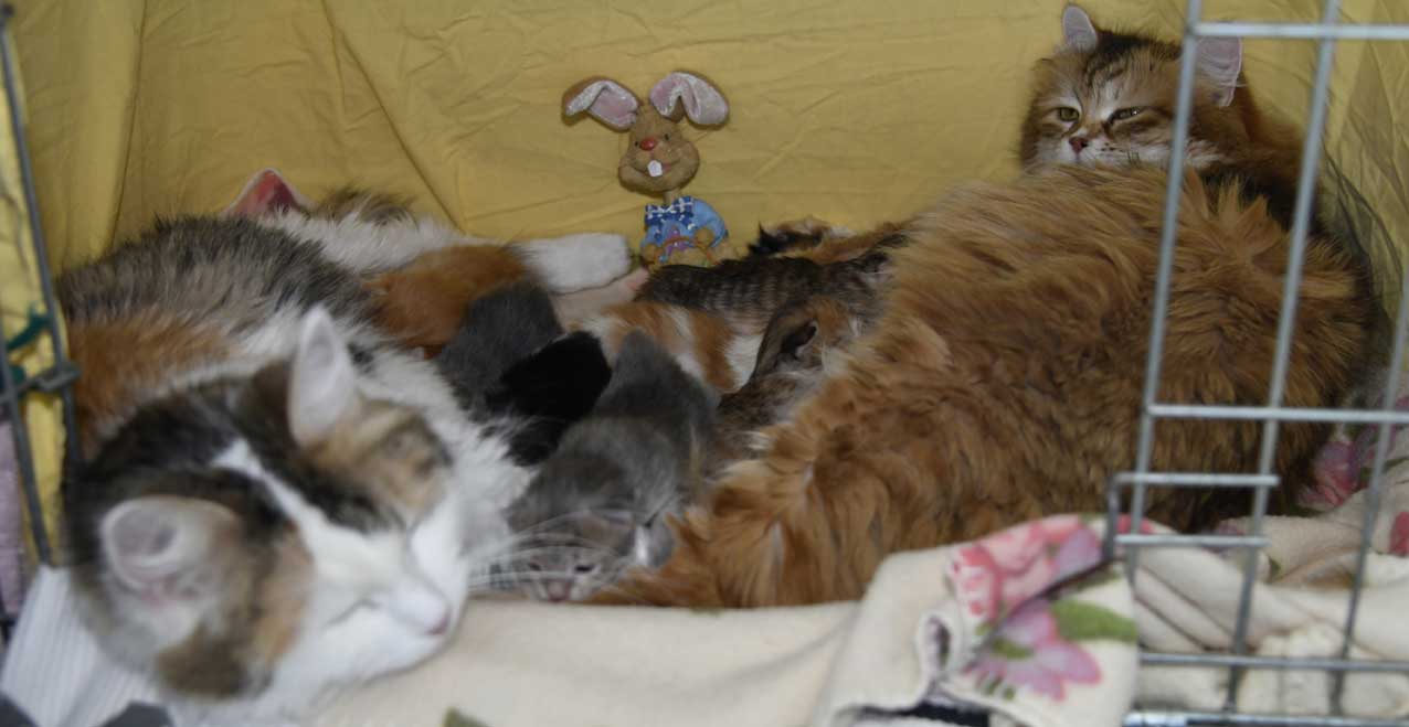 sibiriska kattungar Glad Påsk