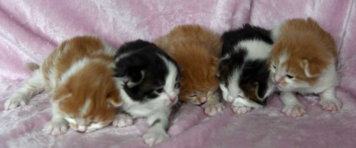 sibirisk kattunge A3-kull
