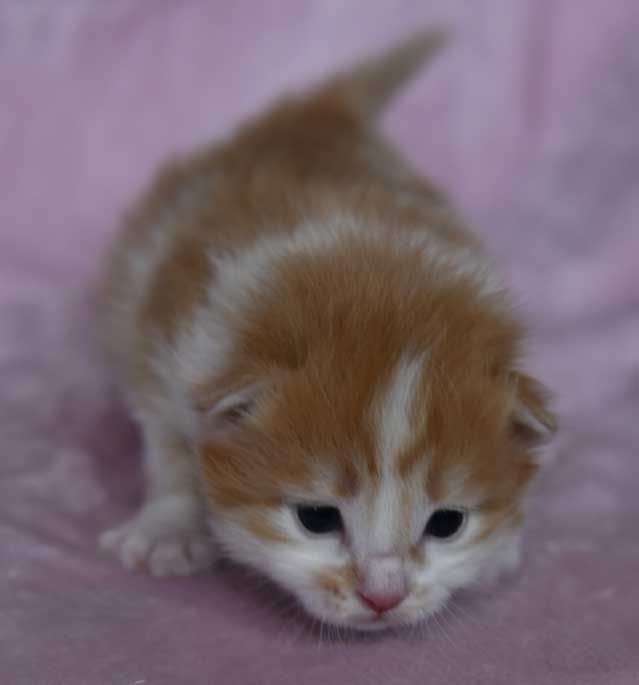 sibirisk kattunge Antares