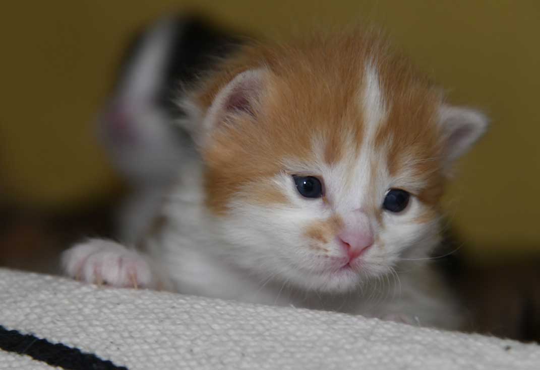 sibirisk kattunge Antares