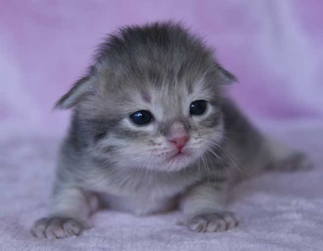 sibirisk kattunge Beid