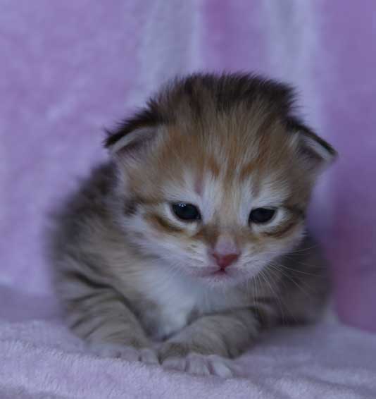 sibirisk kattunge Bell