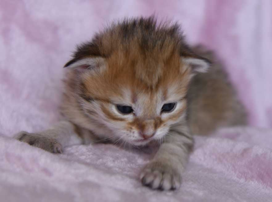 sibirisk kattunge Betelgeuse