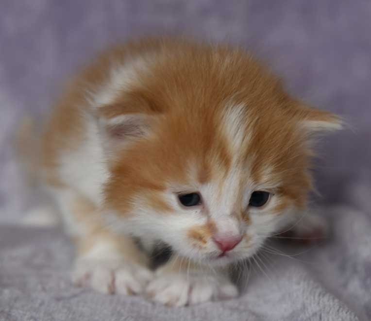 sibirisk kattunge Antares