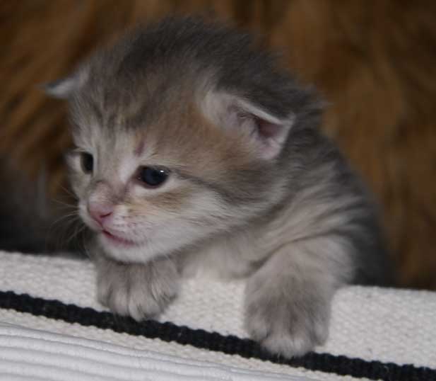 sibirisk kattunge Beemim