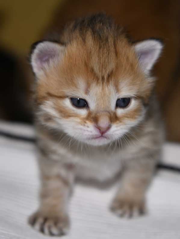 sibirisk katt Betelgeuse