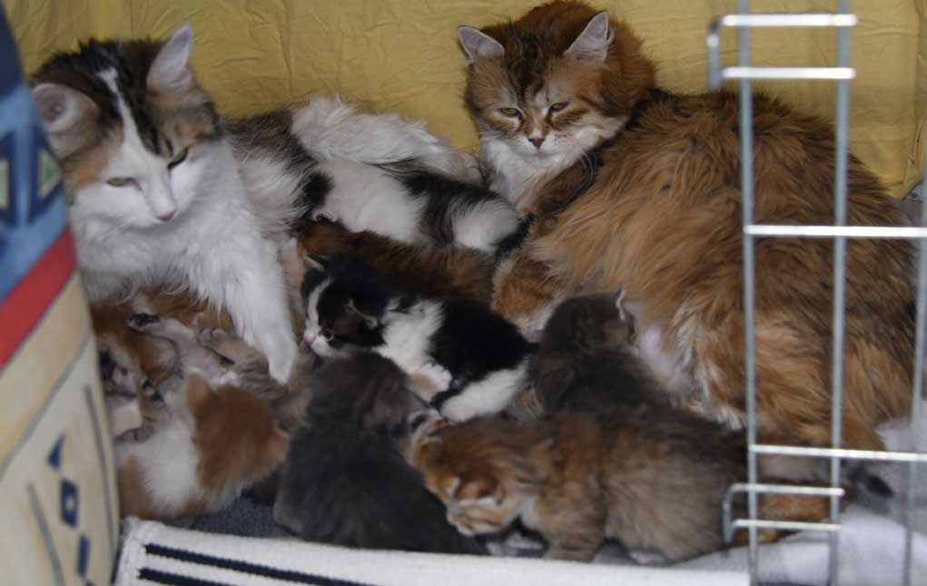 sibiriska kattungar A3 o B3-kull